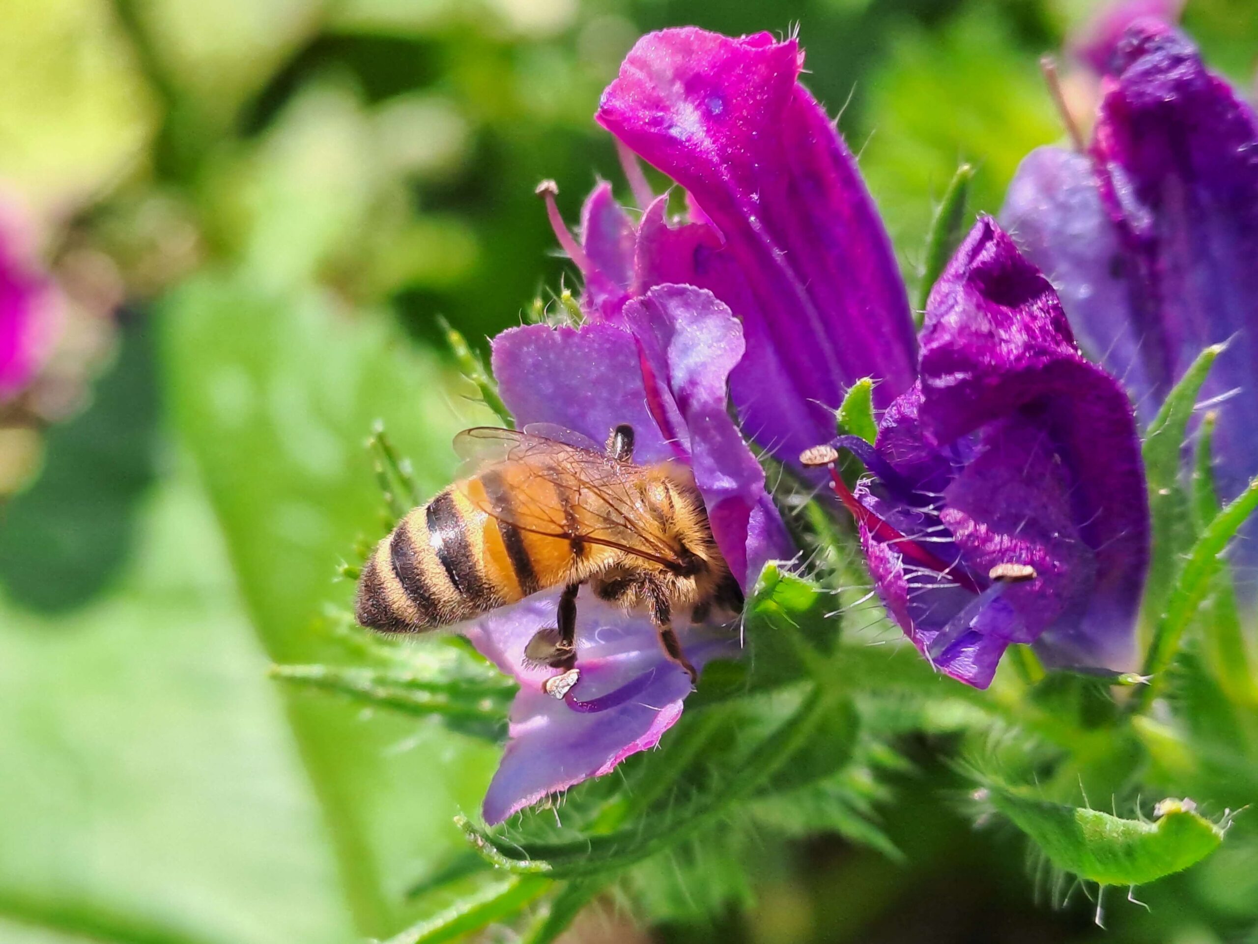 Koostis Mesilane on taime nektari ja õietolmu kogumise, töötlemise ja kasutamise meister. Mesi on päris ja elus. Mesi on kuldne küllus. Õiest korjatud nektarile